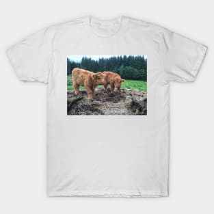 Scottish Highland Cattle Calves 1817 T-Shirt